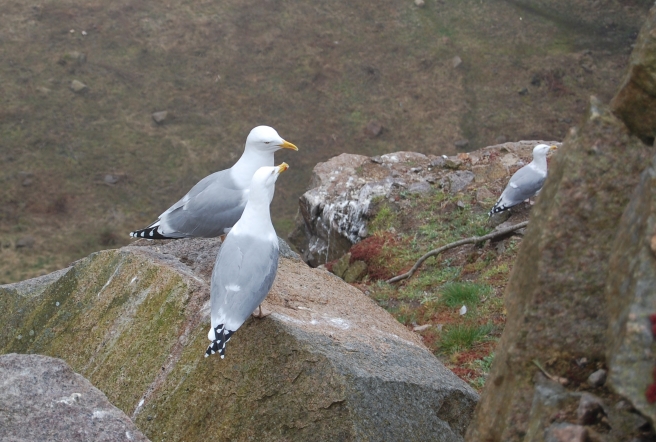 two gulls discussing books (presumably) 
